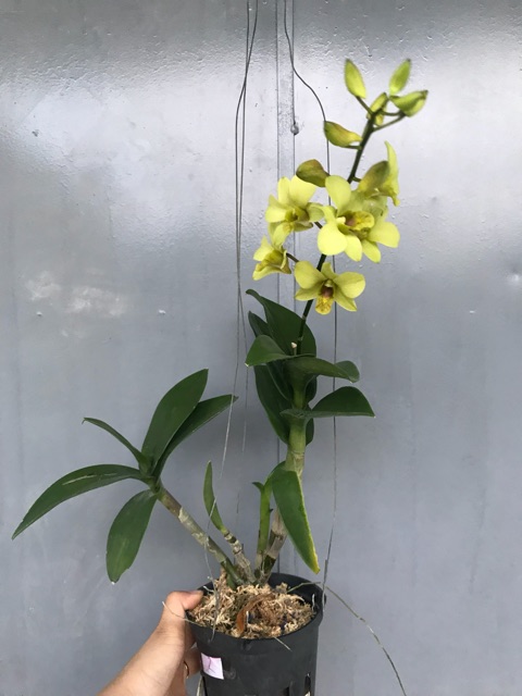 Lan Denro cây đag cho nụ, hoa