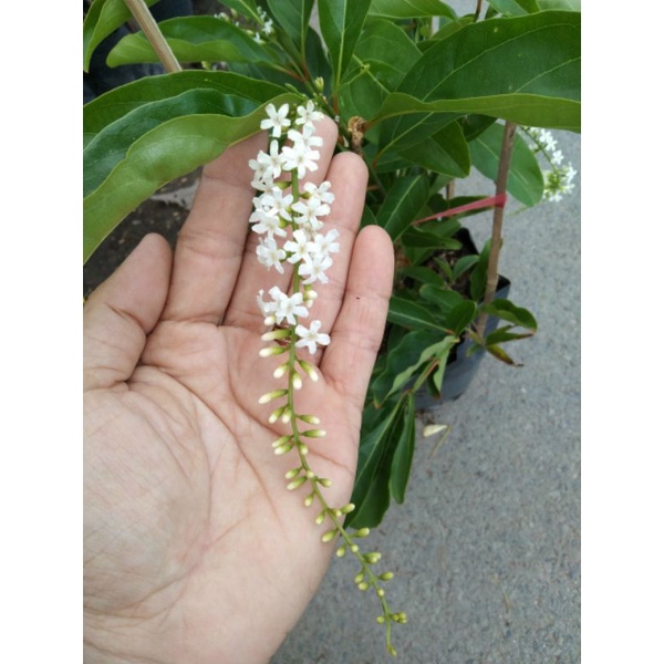 Lài thái...hoa siêu thơm.