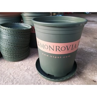 Đĩa Chậu Monrovia Trung Quốc