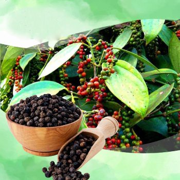 Hạt tiêu đen xay sẵn nguyên chất Đăklăk giá sỹ - 500gr- vị cay nồng thơm - Bigmon