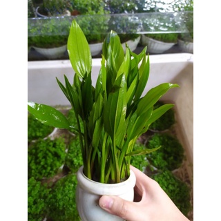 Cây thủy sinh Lan nước - 4k/cây