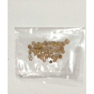 Hạt giống CÀ CHUA TIGER F1