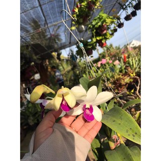 (1 chậu) Hoa lan dendro trắng tím - hàng lá