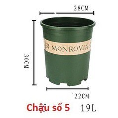 Combo 5 Chậu Monrovia TQ 5GL +  đĩa lót