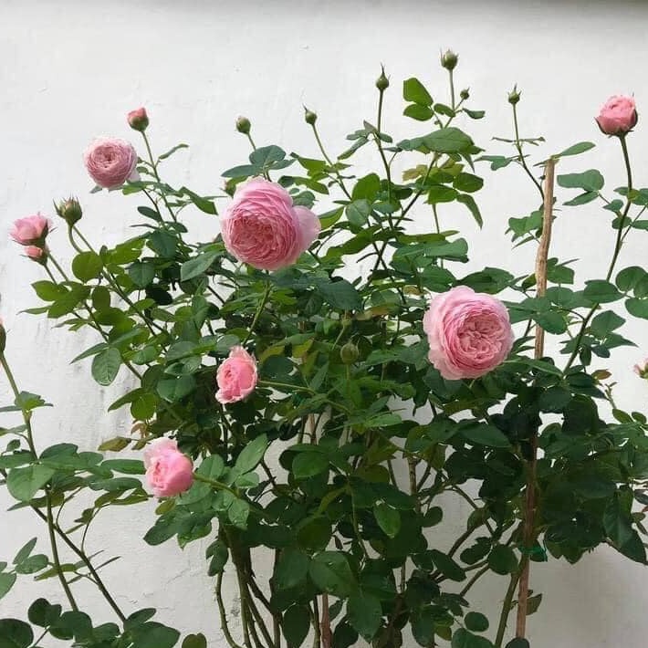 Hoa hồng Bụi Mỹ Lady Heirloom Hương Thơm Mạnh Mẽ- Vườn Hoa Melinhrose