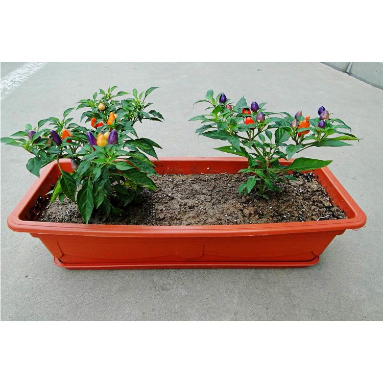 Hạt giống ớt đào tiên  20 hạt - tặng kèm 3 viên nén ươm hạt