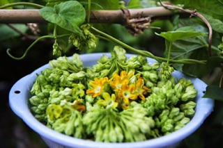 Cây giống thiên lý siêu hoa
