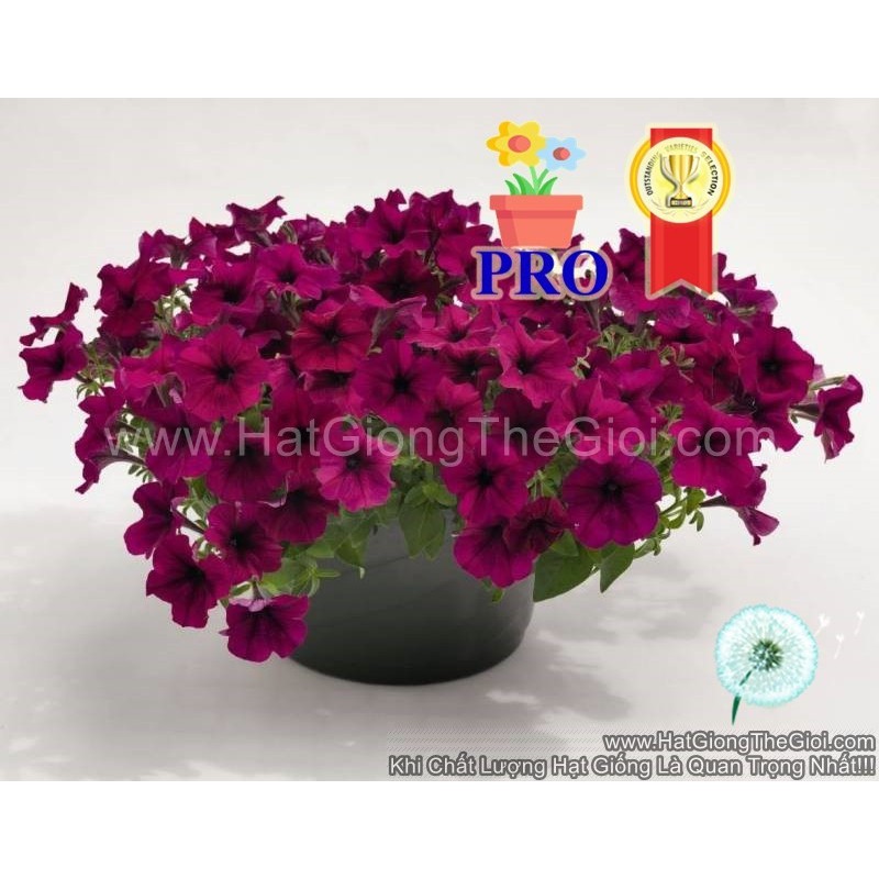 5h Hạt Giống Hoa Dạ Yến Thảo Rũ Success! TR Đỏ Thẫm (TL| B27*X62)