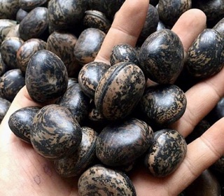 [10] Hạt Đậu Lào - Trị bệnh, tiêu viêm, tiêu độc