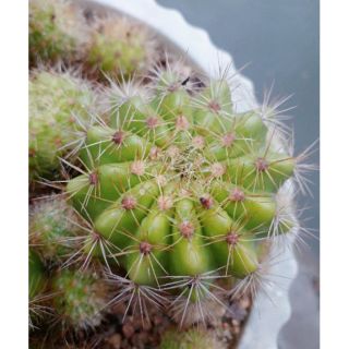 Xương rồng bí xanh (hoa vàng)