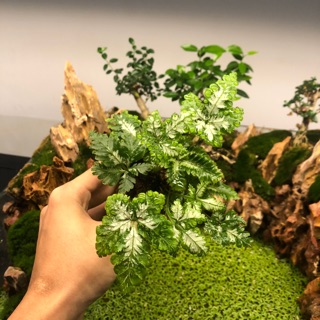 Dương xỉ cẩm thạch