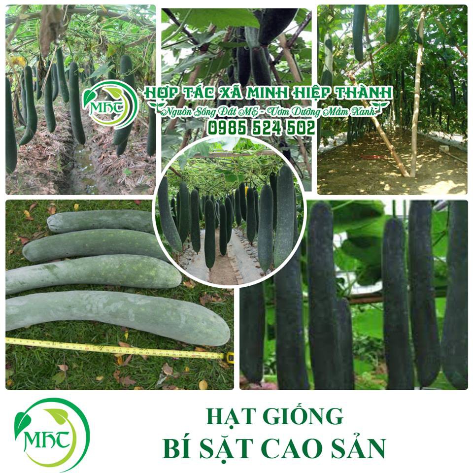 Hạt giống bí sặt cao sản (bí xanh)