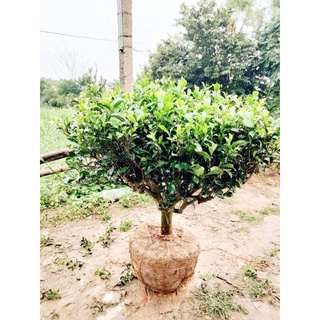Cây chè cảnh + ( Uống nước )