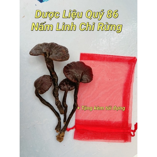 NẤM LINH CHI RỪNG - nấm linh chi trúc- nấm cổ cò