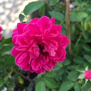 caykiengsadec - cây Hồng tường vi tặng phân bón - hoa kiểng lá trang trí nội thất cảnh quan sân vườn ngoài trời