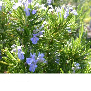Hạt Giống Cây Hương Thảo Rosemary 0.1gr