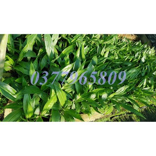 Combo 10 củ địa lan Hạc đỉnh nâu