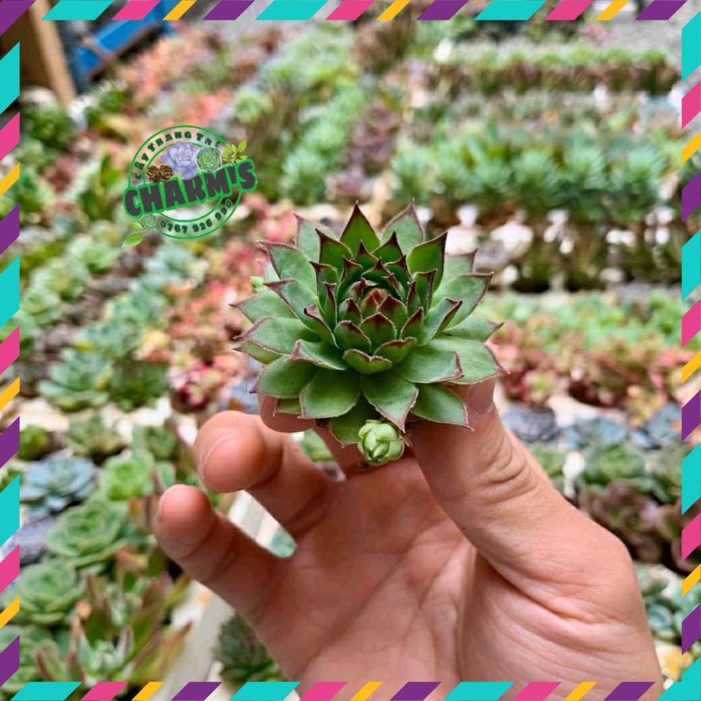 - Sen Đá Phật Bà size MINI cực dễ thương - ĐÃ thuần khí hậu