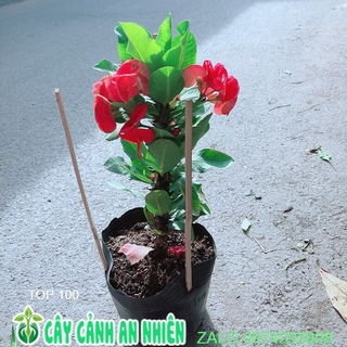 Xương Rồng Bát Tiên Như Hình