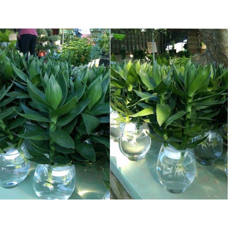 Cây phát lộc phát tài lùn thuỷ sinh cốc nhựa