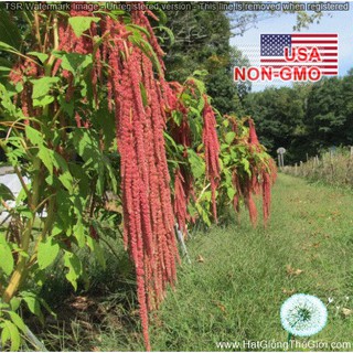 1Gr 1700 Hạt Hạt Giống Hoa Tassel (C5.201| -KD: B38*V24*M199)