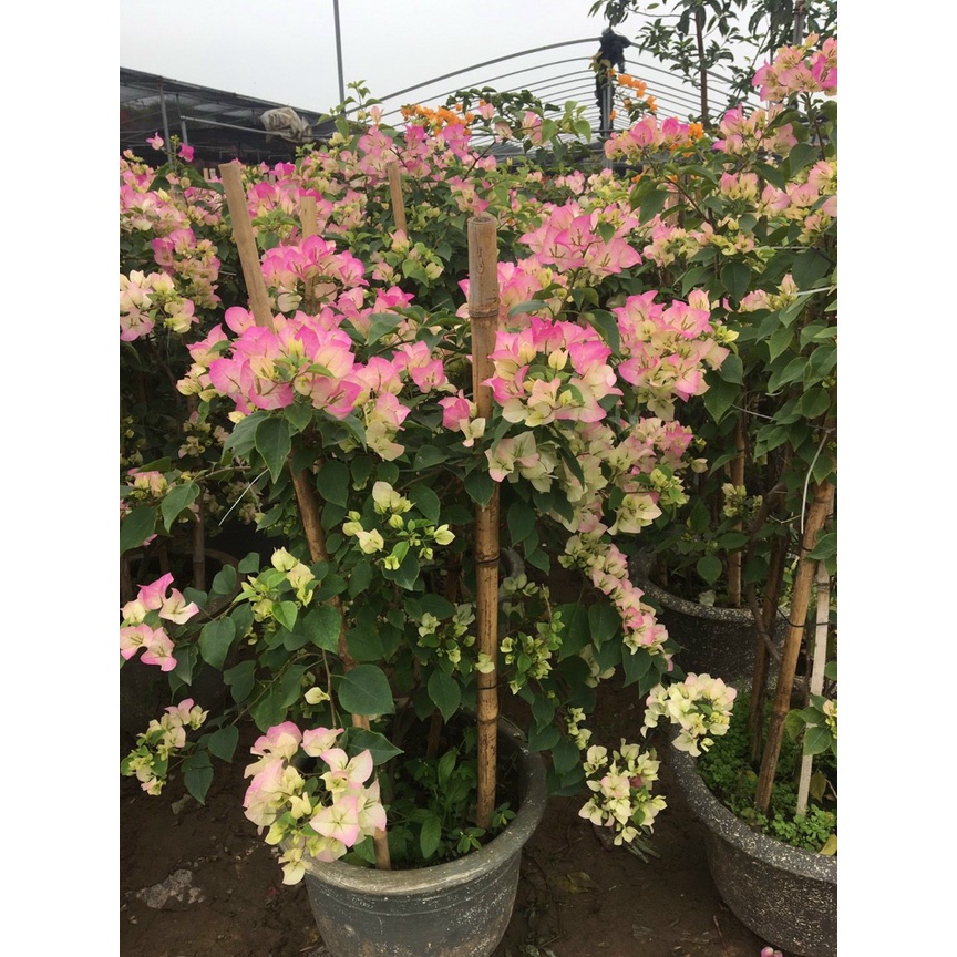 Hoa Giấy Nhật Bản II Hoa Giấy Sakura