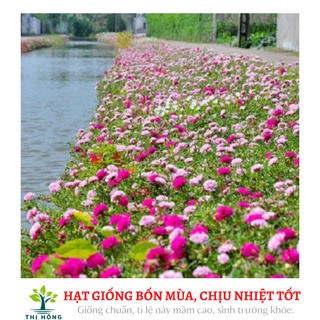 Hạt giống hoa mười giờ mix 50H (mười giờ Mĩ, nhiều màu, trồng quanh năm)