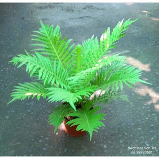 (Q.8 - GIAO TRONG NGÀY) Cây DƯƠNG XỈ KHỔNG TƯỚC.
