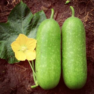 Hạt giống bí đao chanh