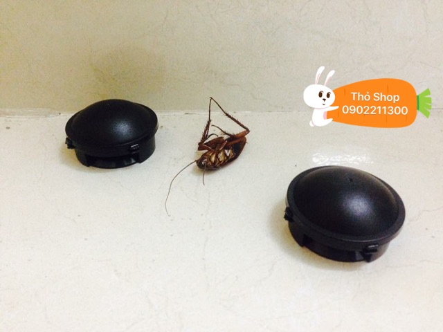 Thuốc diệt gián Nhật Bản