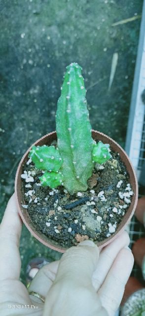 Xương rồng giống mới hoa màu hồng đậm