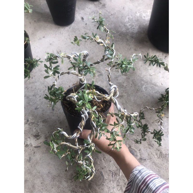 Caykiengsadec - cây linh sam mini uốn sẵn+ tặng phân bón