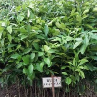 Bưởi đỏ luận văn