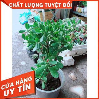 Sen Đá Ngọc Bích Size Lớn
