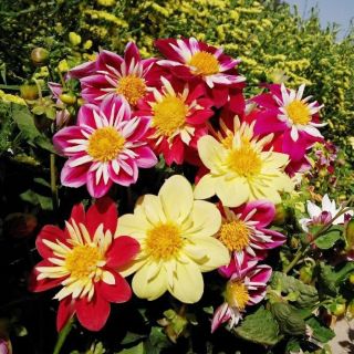40 Hạt giống hoa thược dược mix