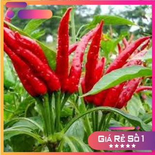 100H - Hạt giống ớt chùm chỉ thiên F1