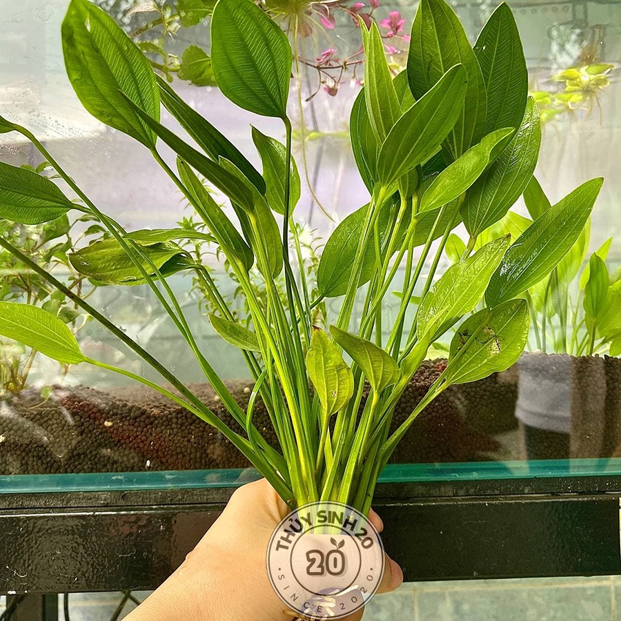 Lan nước thủy sinh [chỉ ship tỉnh phía Nam]