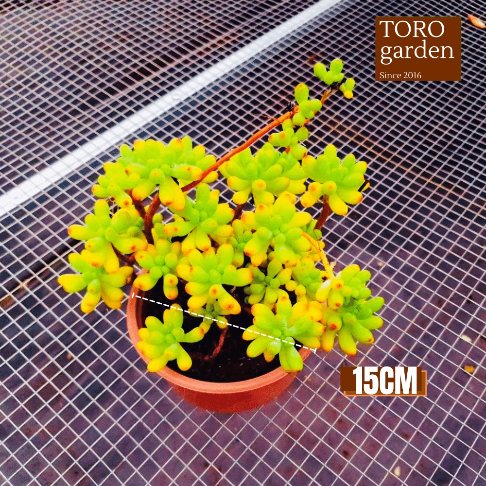 Sen đá thạch ngọc mĩ bụi to full nắng mưa Đà Lạt đường kính 15cm cây cảnh trang trí nhà cửa Toro garden