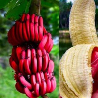 Cây chuối đỏ đăkca