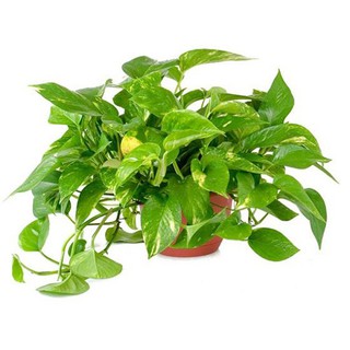 Nhánh trầu bà x2 giúp lọc nước hồ cá - Phụ kiện cá cảnh | Hingaostrore.