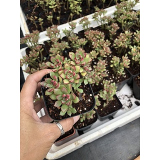 Sen đá Mặt Trời Mới🌹🌹