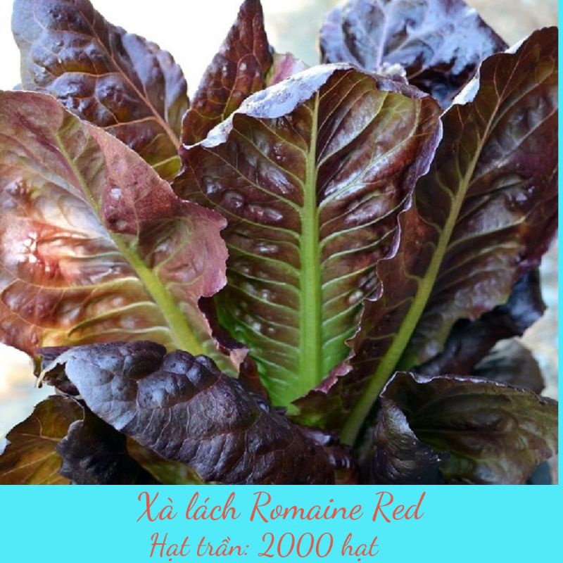 Xà lách Romaine chịu nhiệt red: 1500 hạt