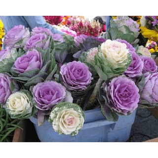 Hạt Giống Hoa Bắp Cải