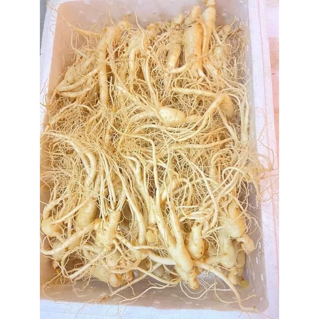 1Kg Sâm trường bạch mầm
