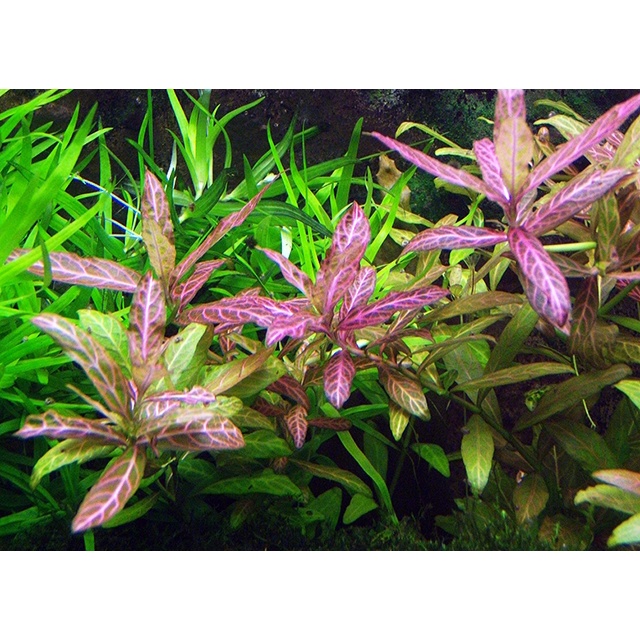 Cây Sunset - Cây cắt Cắm - Cây thủy sinh trung cảnh và hậu cảnh- cây thuỷ sinh dễ trồng không cần CO2