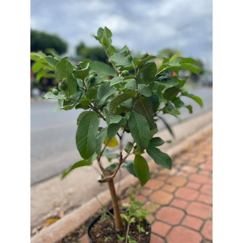 Ổi Nữ Hoàng .... đang hoa