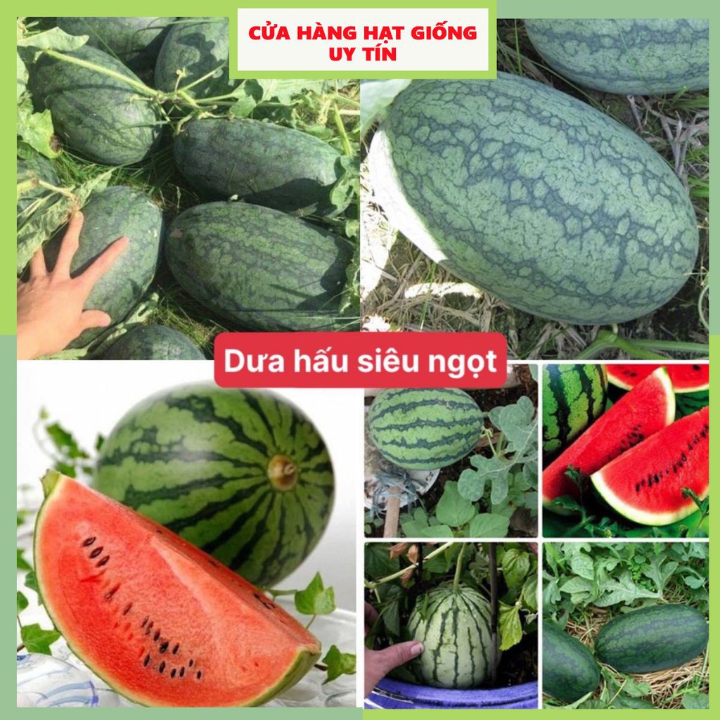Hạt giống dưa hấu F1 loại siêu ngọt dễ trồng năng suất cao chống sâu bệnh ( 50gam , 100gam ,200gam )
