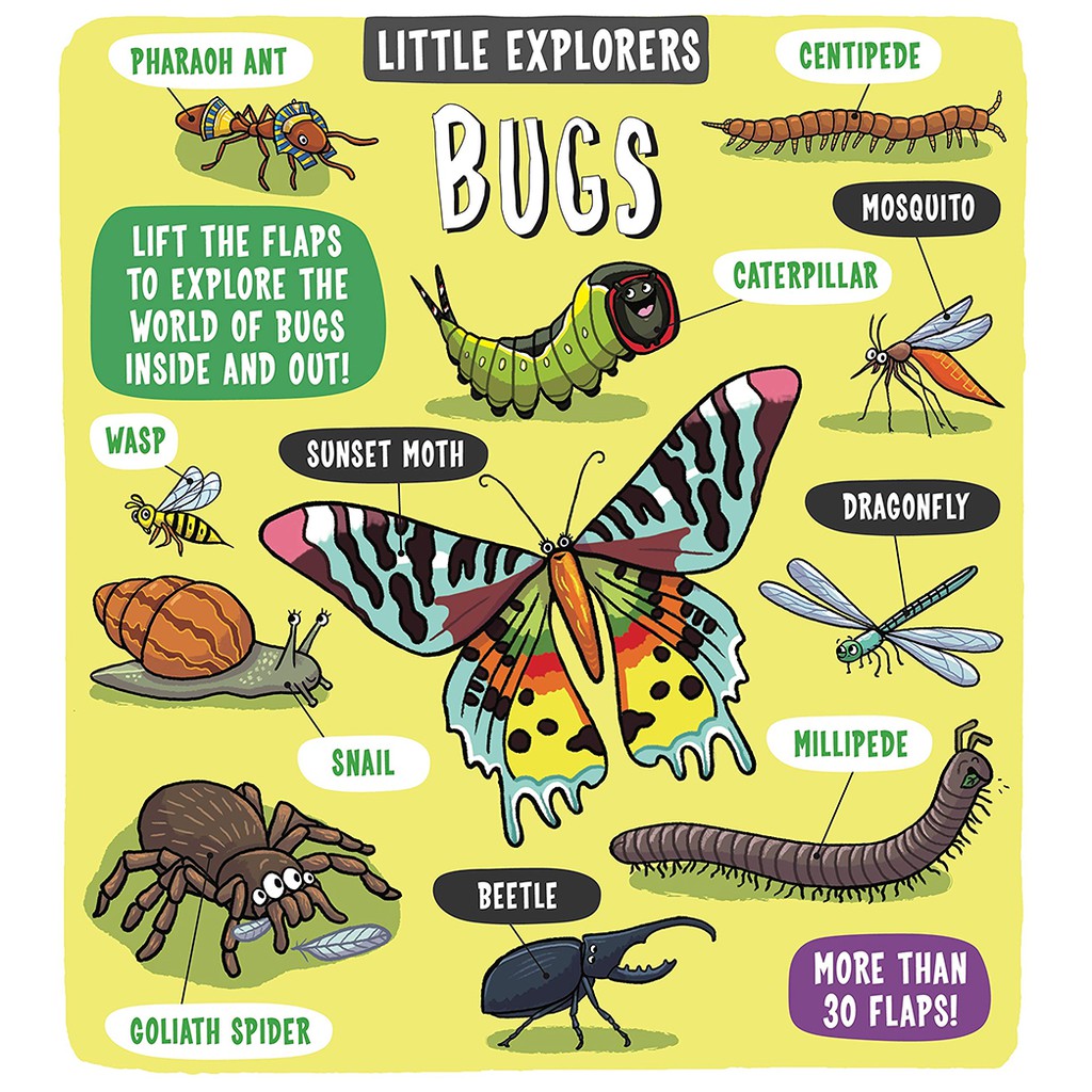 Sách - Little Explorers Bugs - Tìm hiểu về động vật