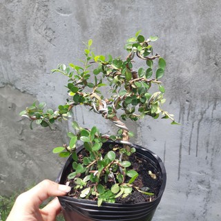 Cây sam trái bonsai dáng đẹp