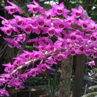 Hoa lan trầm tím giống